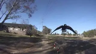 Swooped! Commuting in Canberra during Spring