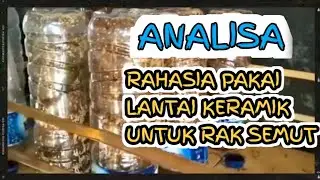 Rahasia Kenapa Rak Semut Rangrang Pakai Keramik