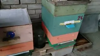 Смотрим как дела у пчёл в начале зимовке.
