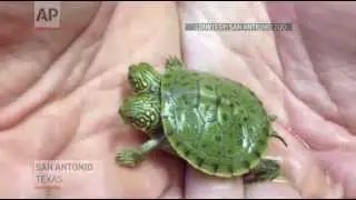 Двуглавая черепашка из зоопарка Сан Антонио