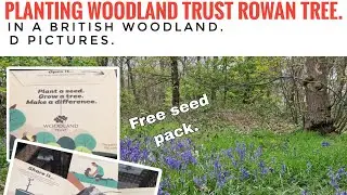 Planting a Woodland Trust Rowan tree (2017 free tree seed pack).