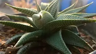[HAWORTHIA LIMIFOLIA] CARE & GENERAL INFORMATION: How to Grow & Take Care of this Succulent #care