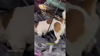 У нас новый механик 🧑‍🔧