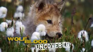People and Wolves | Wolfblood Uncovered