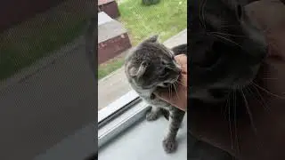 кот обормот  #music #love #коты #кот