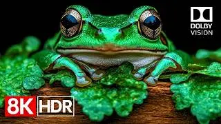 Mind-Blowing 8K HDR Dolby Vision Demo (8K 60fps Video)