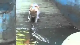 Кот и гавиал