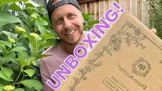 Unboxing David Austin Roses