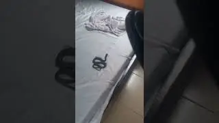 Snake on the bed