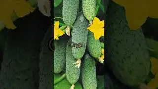 Правильный севооборот для капусты