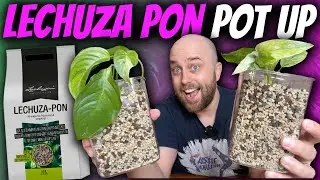 Potting up two 'rare' variegated plants in Lechuza Pon | Syngonium Aurea & Monstera adansonii Mint