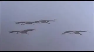 В небесах курлычут журавли.
