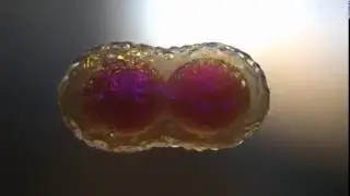 Строение Вселенной и мозга человека - это одинаково - целая структура.