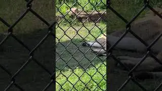 Animal Joke - Safari Sam #funny #animals