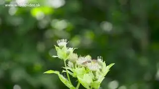 Lišaj marinkový (Macroglossum stellatarum, Dlouhozobka svízelová)