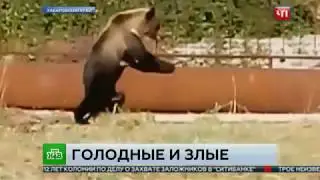 Голодные медведи терроризируют жителей хабаровского поселка