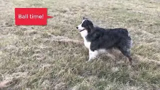 Dogs enjoy outdoor time #dog #australianshepherd  #bernesemountaindog