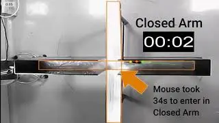 Elevated Plus Maze:Time Spent in Open Arm and Closed Arm