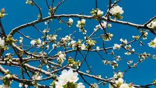 Flor cereja
