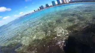 shark lunchtime