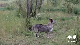 Єжик шукає дім
