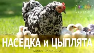 Mother hen and chickens 🐤 The mother hen cackles, the chickens squeak