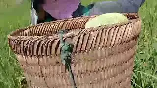 mus de dib los noj