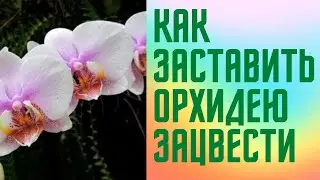 Как заставить орхидею цвести Цветение огромной орхидеи Такая красотка орхидея у меня впервые
