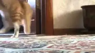 Кот ходит так, что все падают от смеха=)))