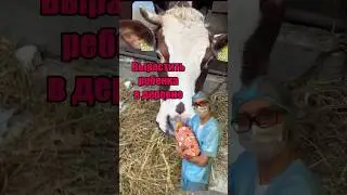 3 причины растить ребенка в деревне 🐐 