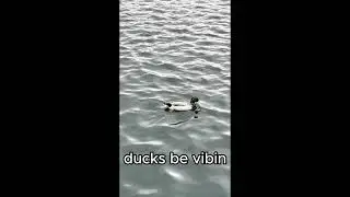 ducks be vibin