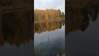 Осенняя 🐠рыбалка на живца на озере 
