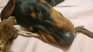 #doberman #shorts #pets Rolex ❤