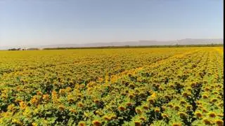 Massive Sunflower Field!!! (Drone Shot)
