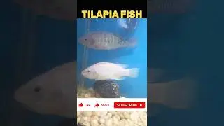 Amazing Tilapia Fish underwater fish tunnel aquarium #fish #fishing