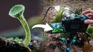 POV Woodland Macro Photography