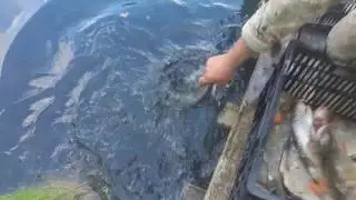 Домашний Окунь