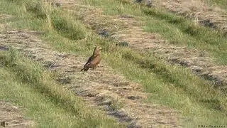 Orlik krzykliwy / Lesser spotted eagle (Clanga pomarina)