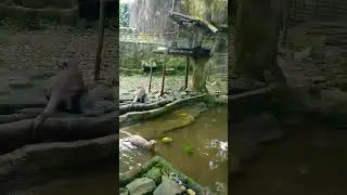 they eating fish and mouth non stop #otter #wildlife #cute #adorable #eating #mammals #livefeeding