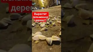что будет если на поле чудес посадить пельмень? вырастит дерево с пельменями.?
