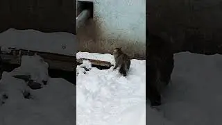 Пушистый котенок и холодный снег 