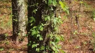 Leaves of three...can make you miserable 