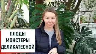 ПЛОДЫ МОНСТЕРЫ ДЕЛИКАТЕСНОЙ !!!