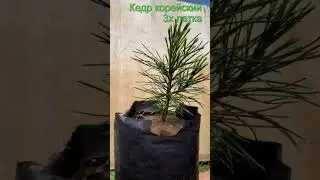 Саженцы кедр корейский  3х летка  Seedlandia.ru - семена и саженцы декоративных  растений