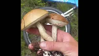 грибы Курган 1 июля 2024