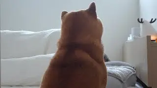 ママが体調不良に‥すると柴犬ハチは心温まる優しさを見せました。