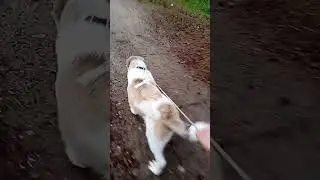 алабай Зевс