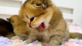The kitten is washing and cleaning its paws for the first time. The cutest video ever