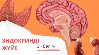 эндокринді жүйе| эпифиз, қалқанша, қалқанша маңы бездері| 2 - бөлім