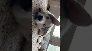 Huskies As Puppies And Adults 